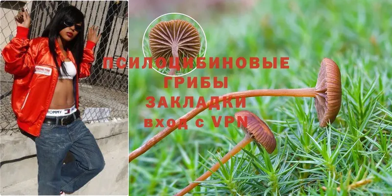 Галлюциногенные грибы Psilocybe  купить   Дзержинский 